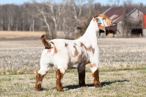 dappled boer Goat doe profie picture