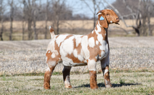 2M BOER GOATS SPOT OF BEAUTY