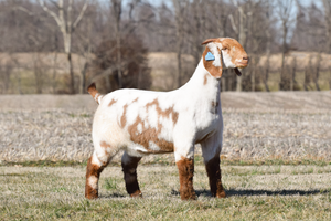 dappled boer goat doe profile donor picture