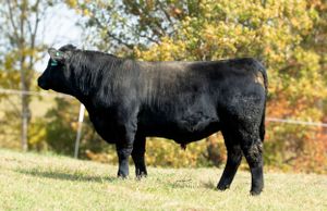 A black Angus bull stands in profile on a grassy hillside with autumn foliage in the background.