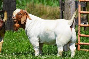 A white and brown Boer goat stands in lush grass near a wooden fence post on a sunny day.
