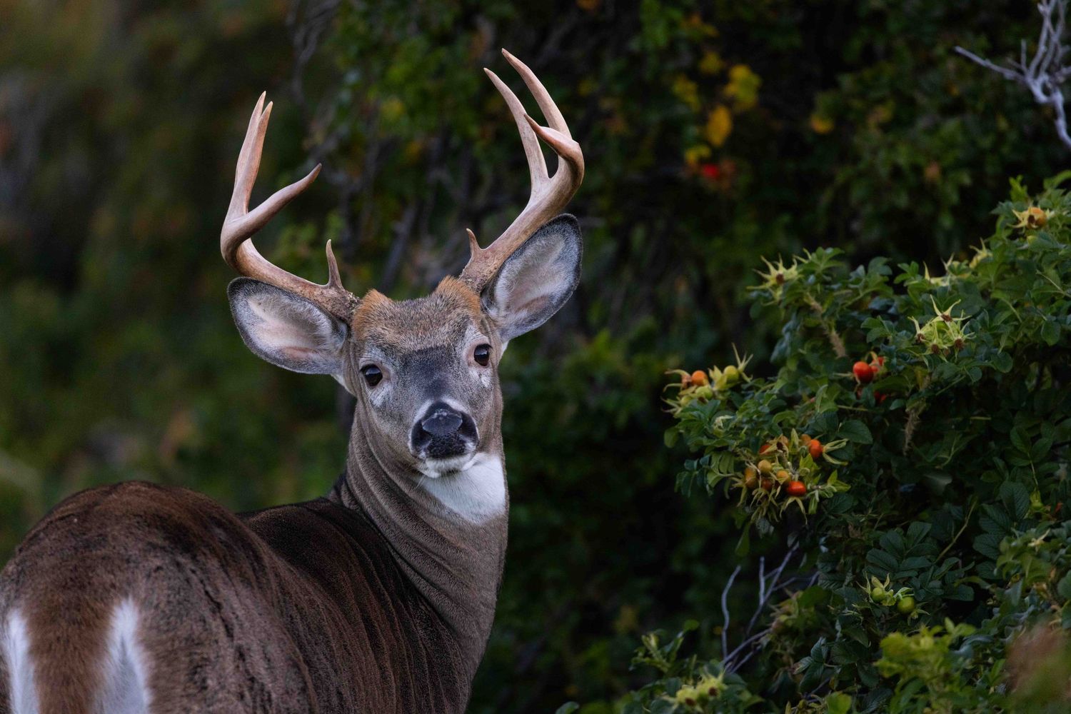 A white-tailed deer stands alert in dense green foliage with small orange berries visible in the background.
