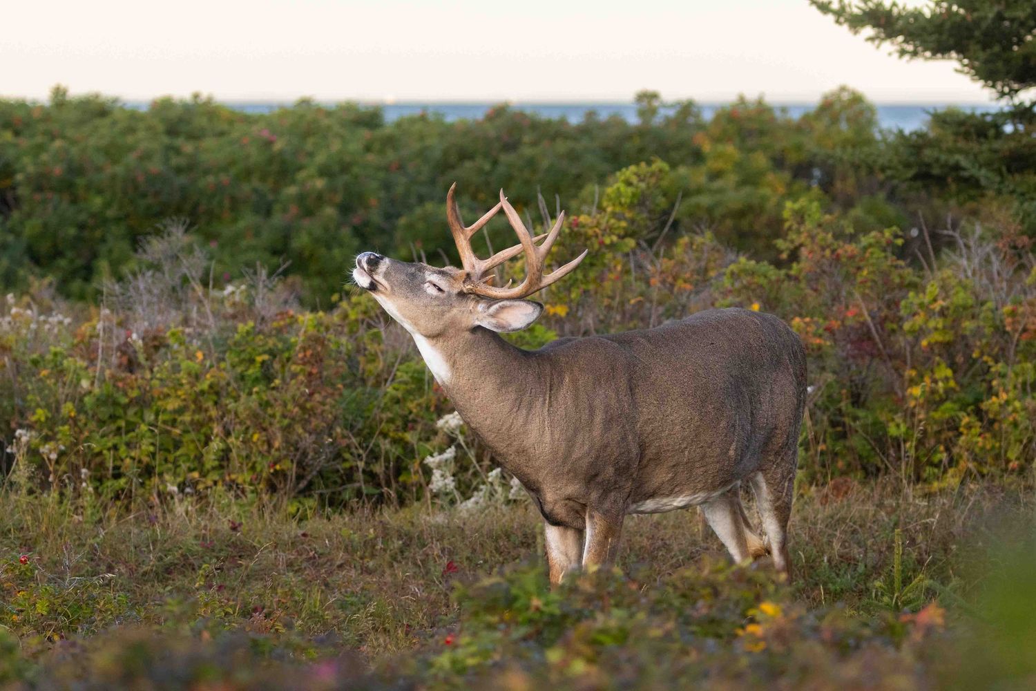 A white-tailed deer stands alert in a field of autumn foliage at sunset.