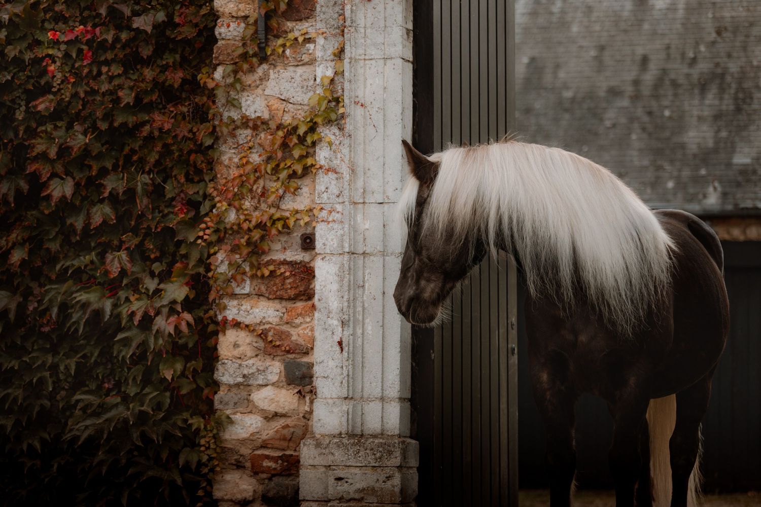 Photographe de chevaux en Belgique