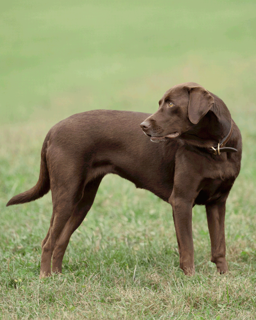 Four sequential photos show a chocolate Labrador retriever puppy curiously sniffing and exploring grass in a yard.
