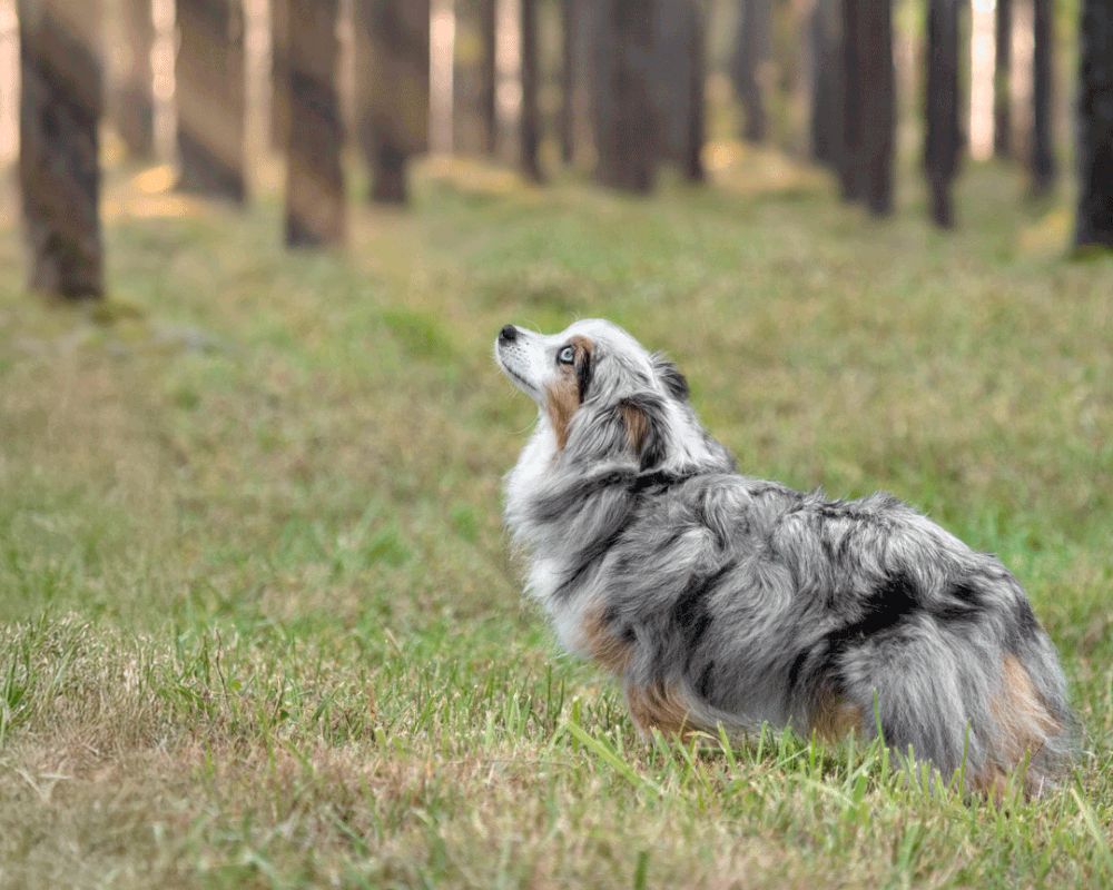 A Border Collie dog running and playing in a grassy field with trees in the background.