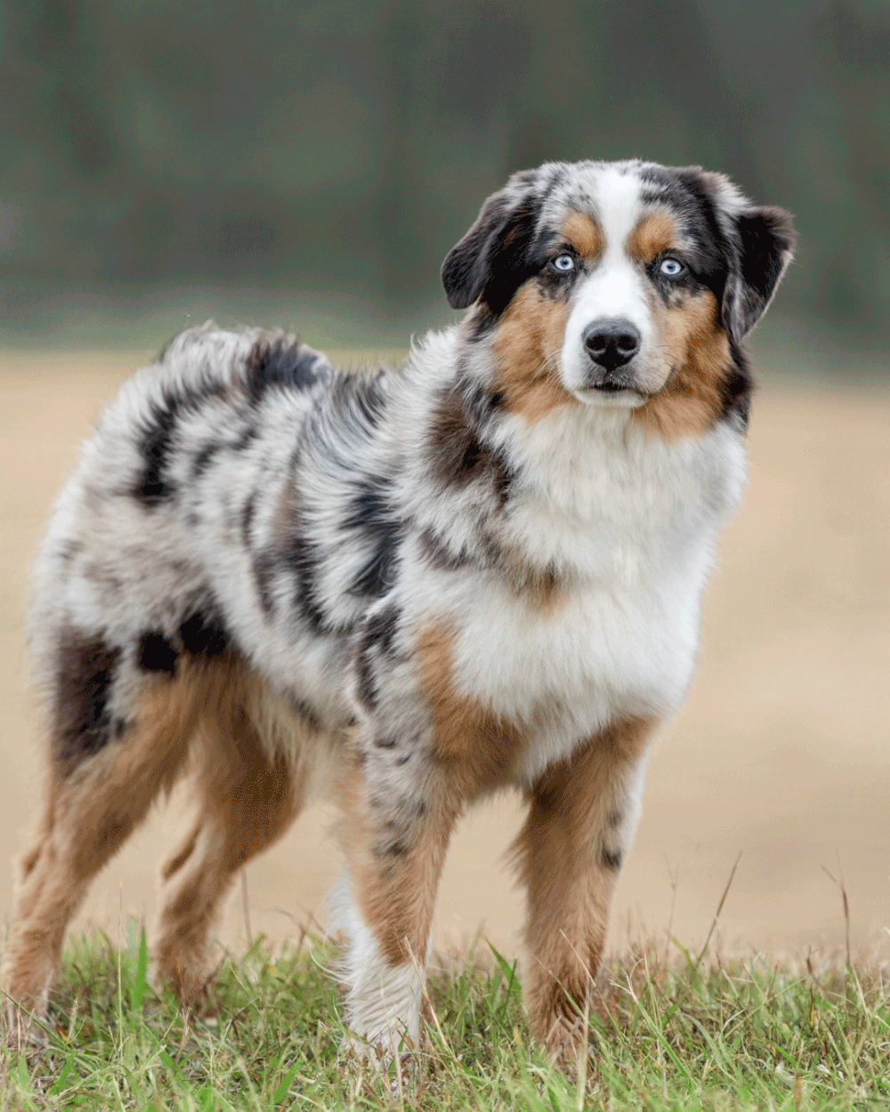 An Australian Shepherd dog with merle coat pattern stands alertly in a grassy outdoor setting.
