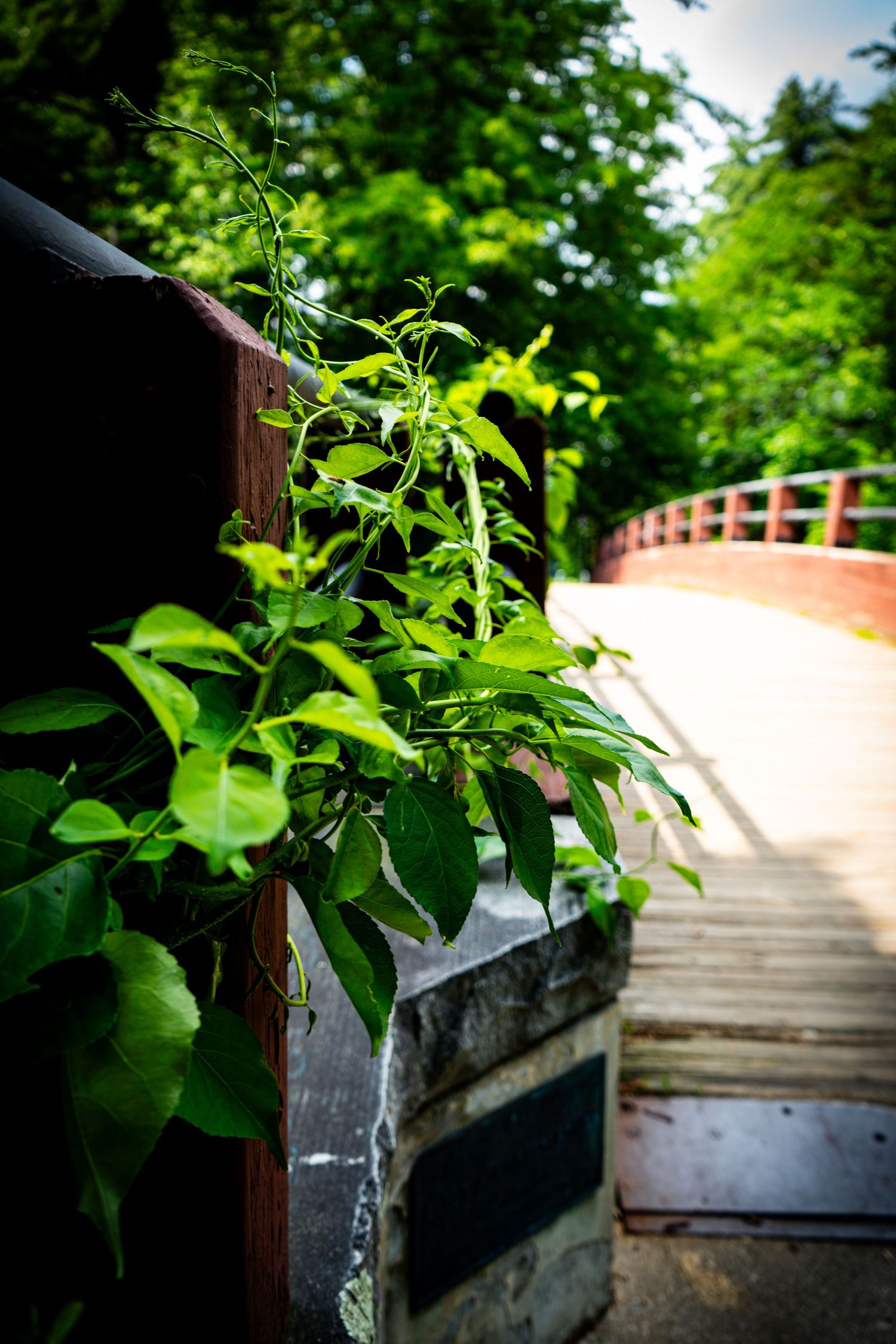 Green climbing vines growing over a stone bridge railing in a lush sunlit park.