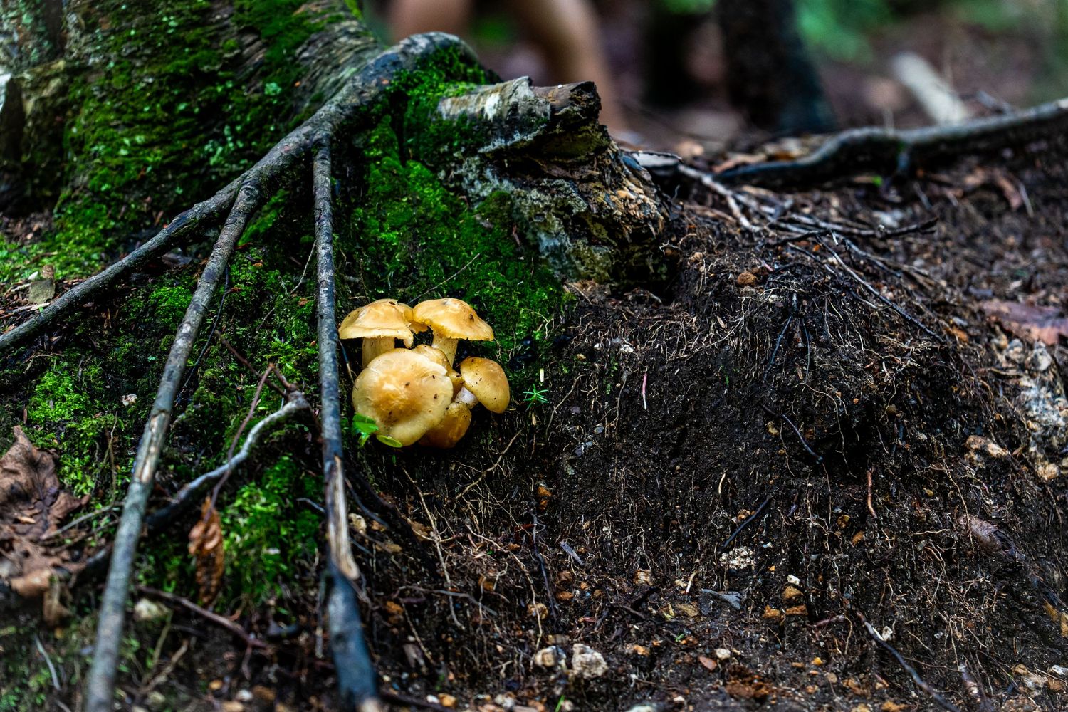 Small yellow mushrooms growing at the base of a moss-covered tree root in a forest.