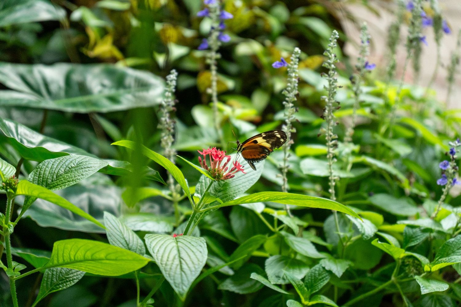 Colorful butterfly perched on red flowers among green leaves and purple blooming plants.