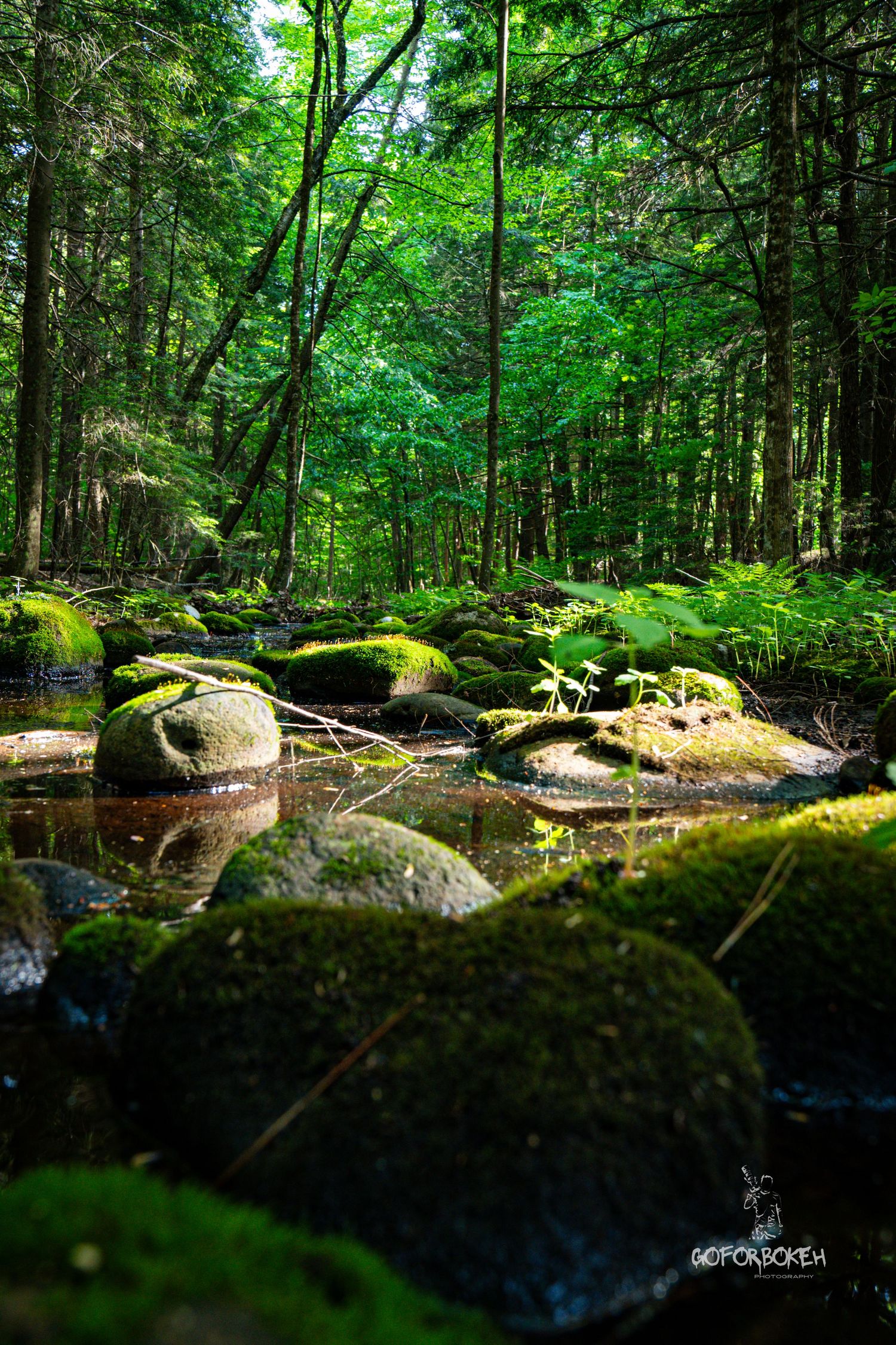 Moss-covered rocks line a tranquil forest stream surrounded by lush green trees and ferns.