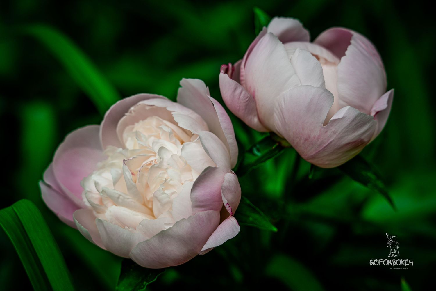 Two delicate soft pink peony flowers blooming against a dark green leafy background.