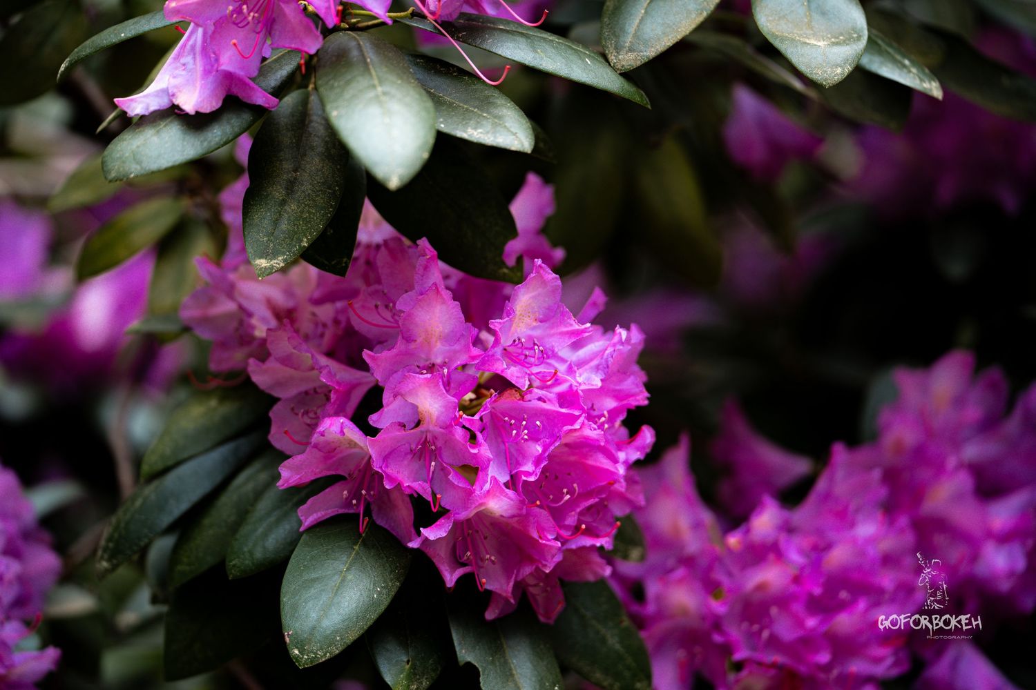 Vibrant purple rhododendron flowers with dark green leaves in full bloom.