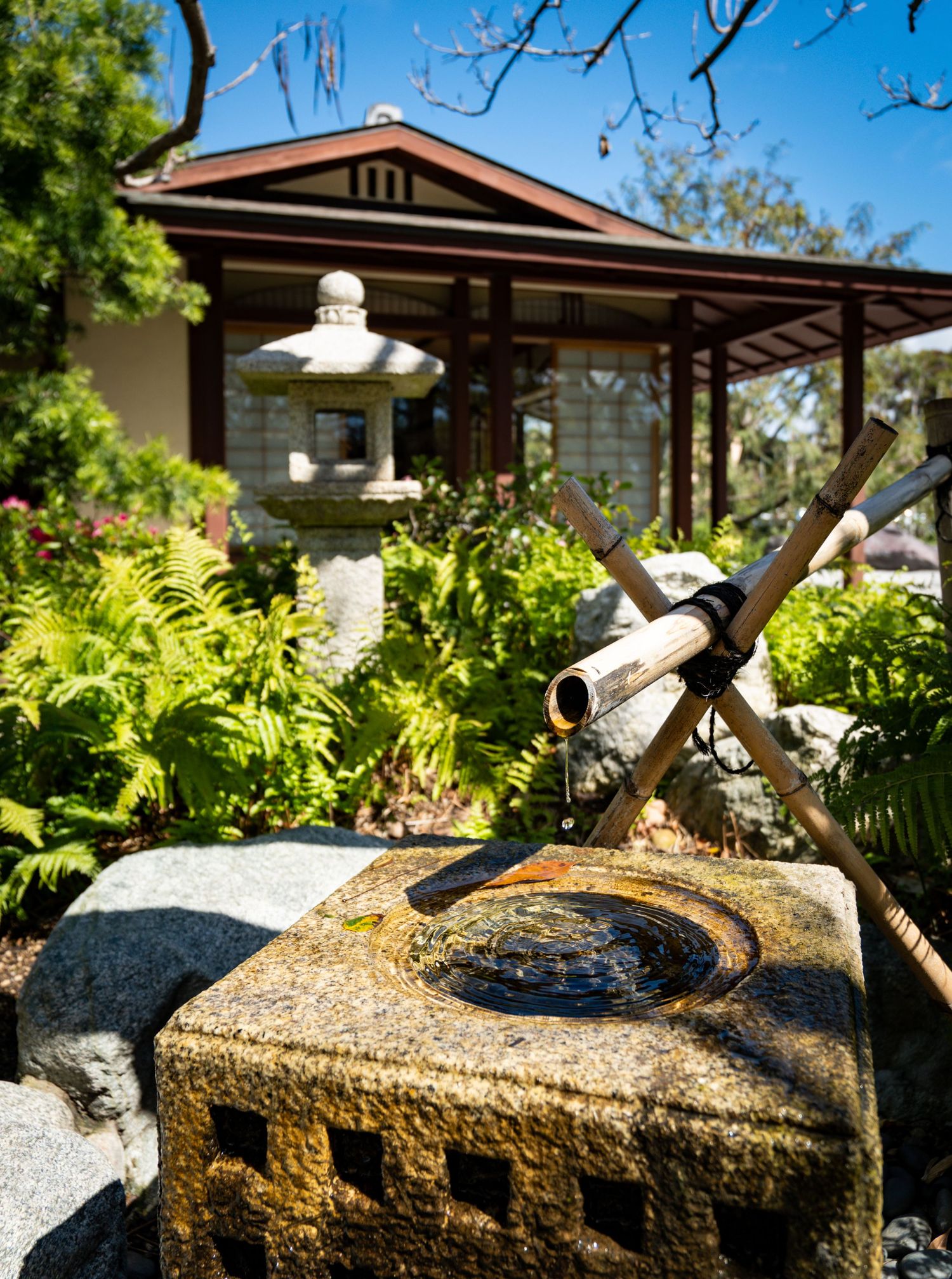 Japanese garden stone water fountain with bamboo spout, lantern, and traditional teahouse backdrop.