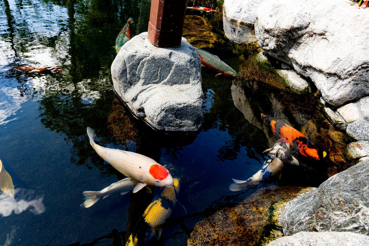 Colorful koi fish swimming in a serene garden pond surrounded by large decorative rocks.