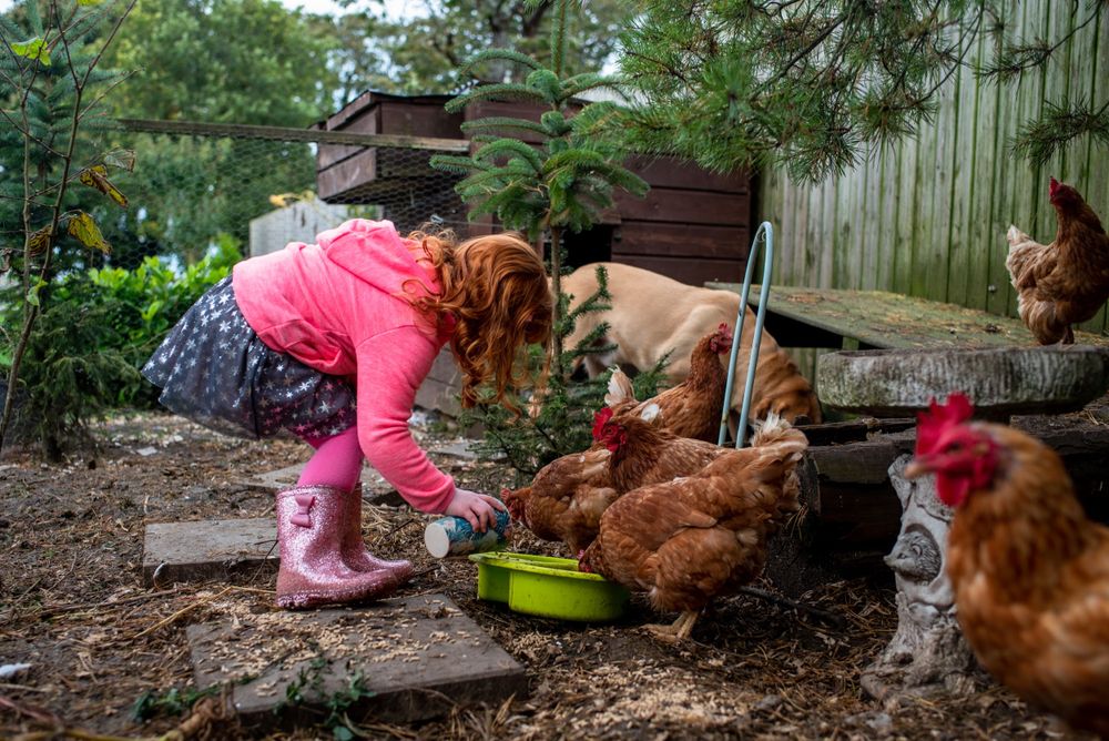 Child in pink rainboots feeding brown chickens in backyard garden.