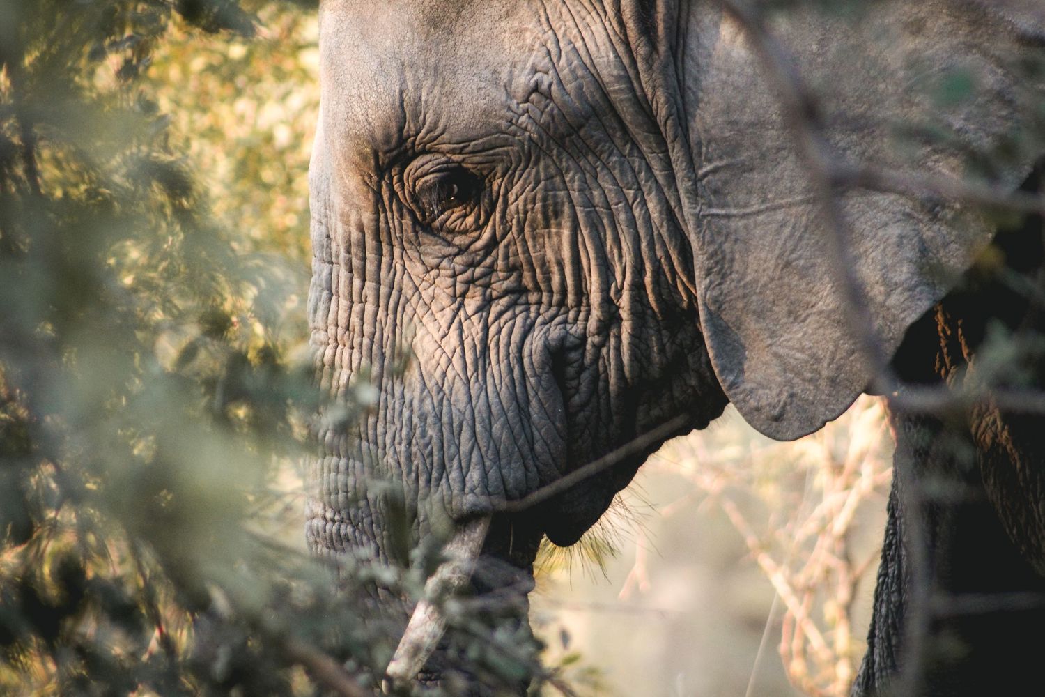 African Elephant in Kruger National Park. Tusks, elephant, safari, African wilderness, wildlife, trees, grazing, plants, Oliver De Jonghe