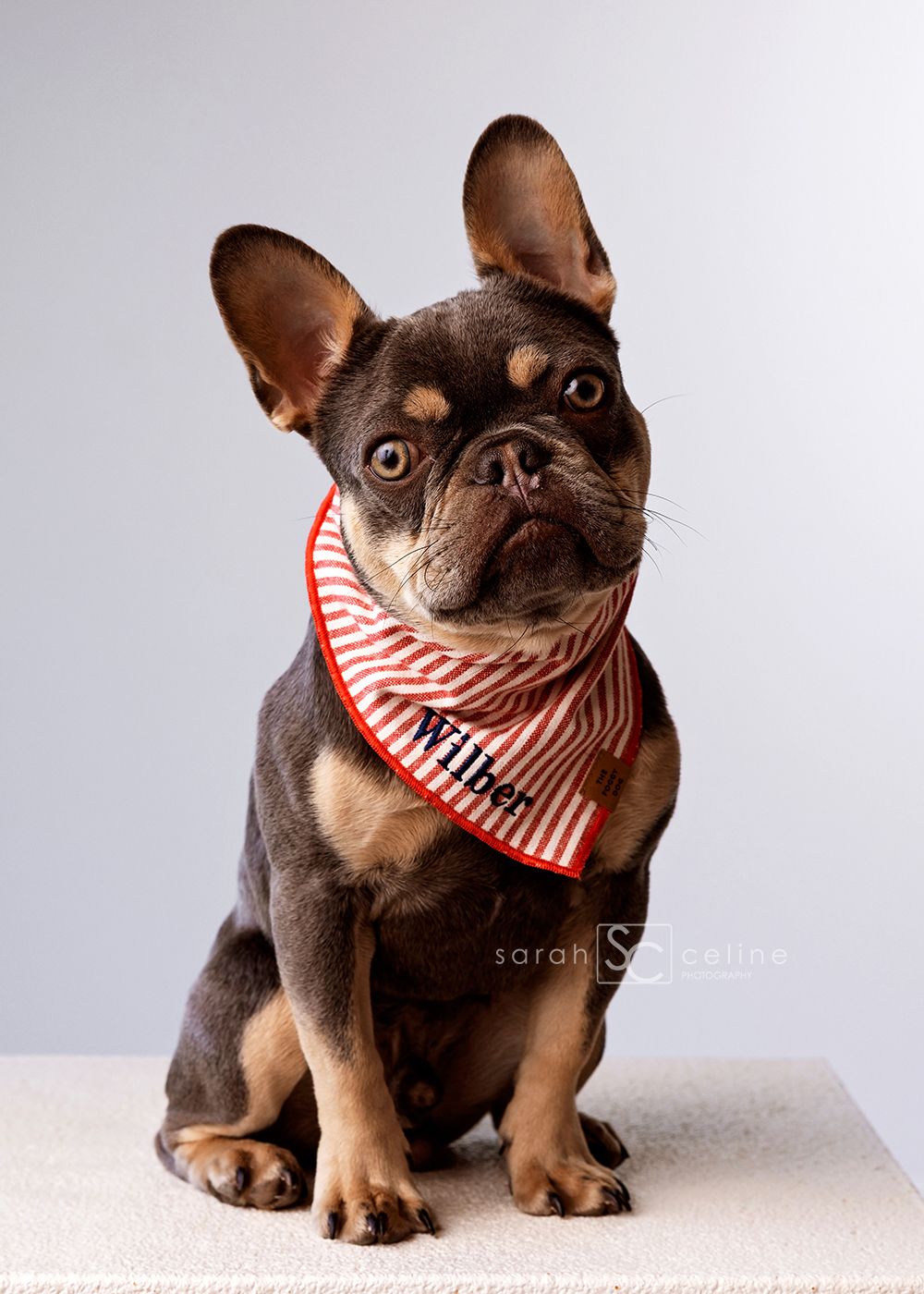 A French Bulldog named Wilber sits posed wearing a red striped bandana in a professional pet portrait.