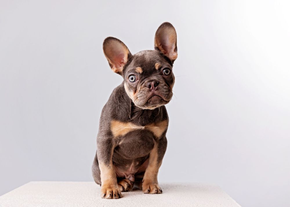 Adorable French Bulldog puppy with chocolate brown coat sitting on white background looking alert and curious.
