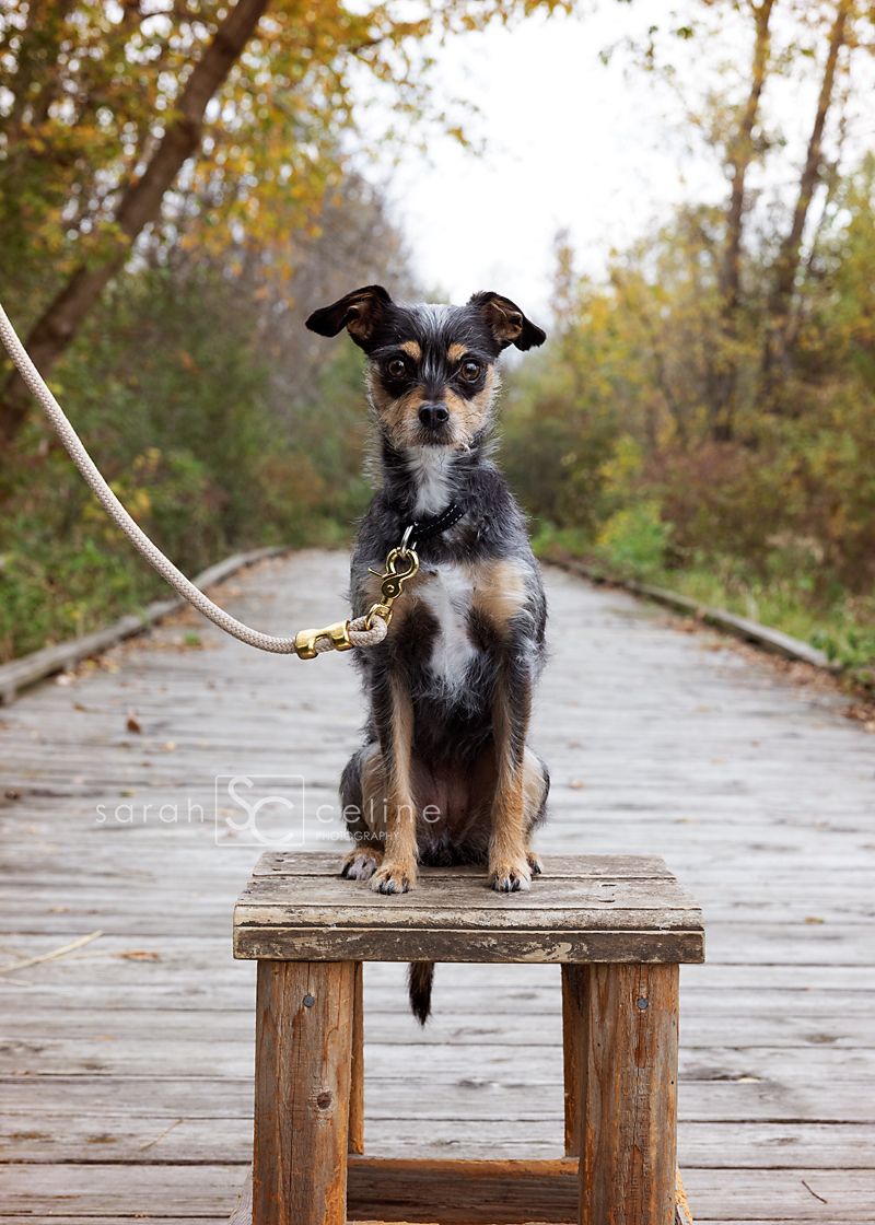 Small black and tan terrier mix dog sitting attentively on wooden bench along autumn boardwalk trail.