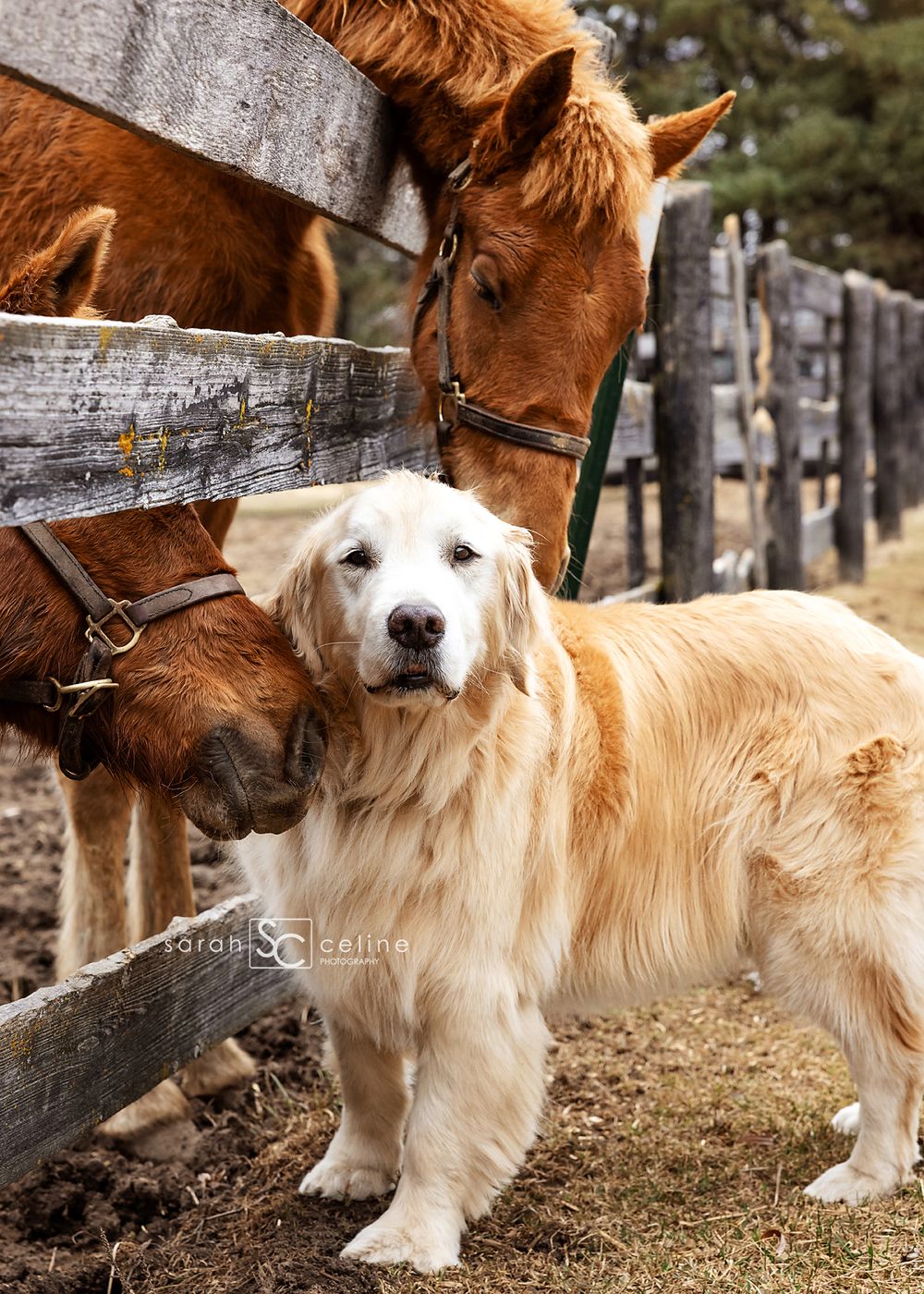 A Golden Retriever stands next to a brown horse by a wooden fence on a rural farm property.