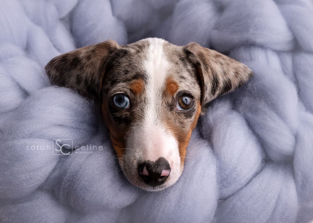 Adorable dappled dachshund puppy with blue eyes rests on soft purple blanket.