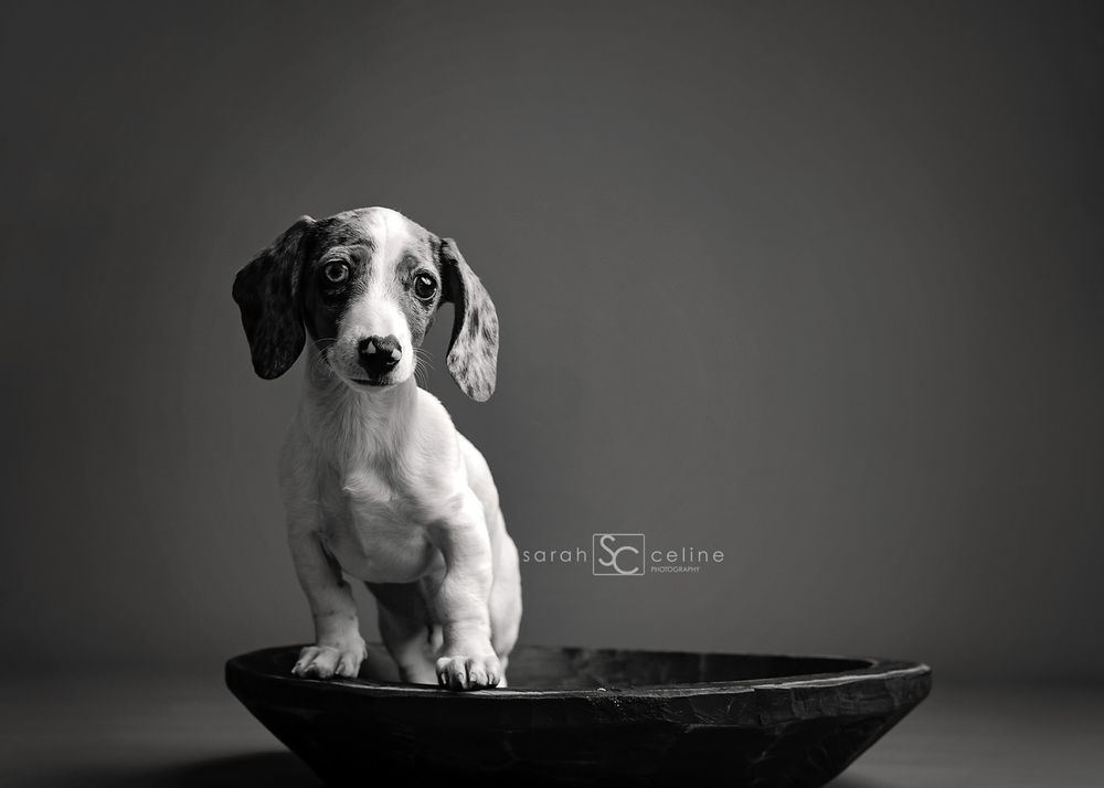 Black and white portrait of a dachshund puppy with spotted markings sitting in a bowl against dark background.