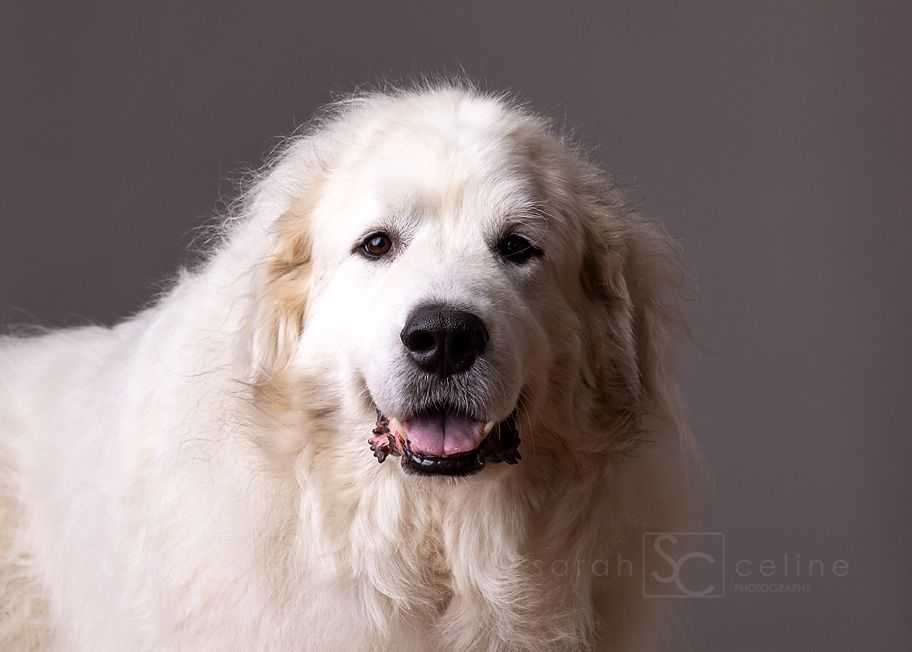 A happy Great Pyrenees dog with fluffy white fur smiles at the camera against a dark gray background.