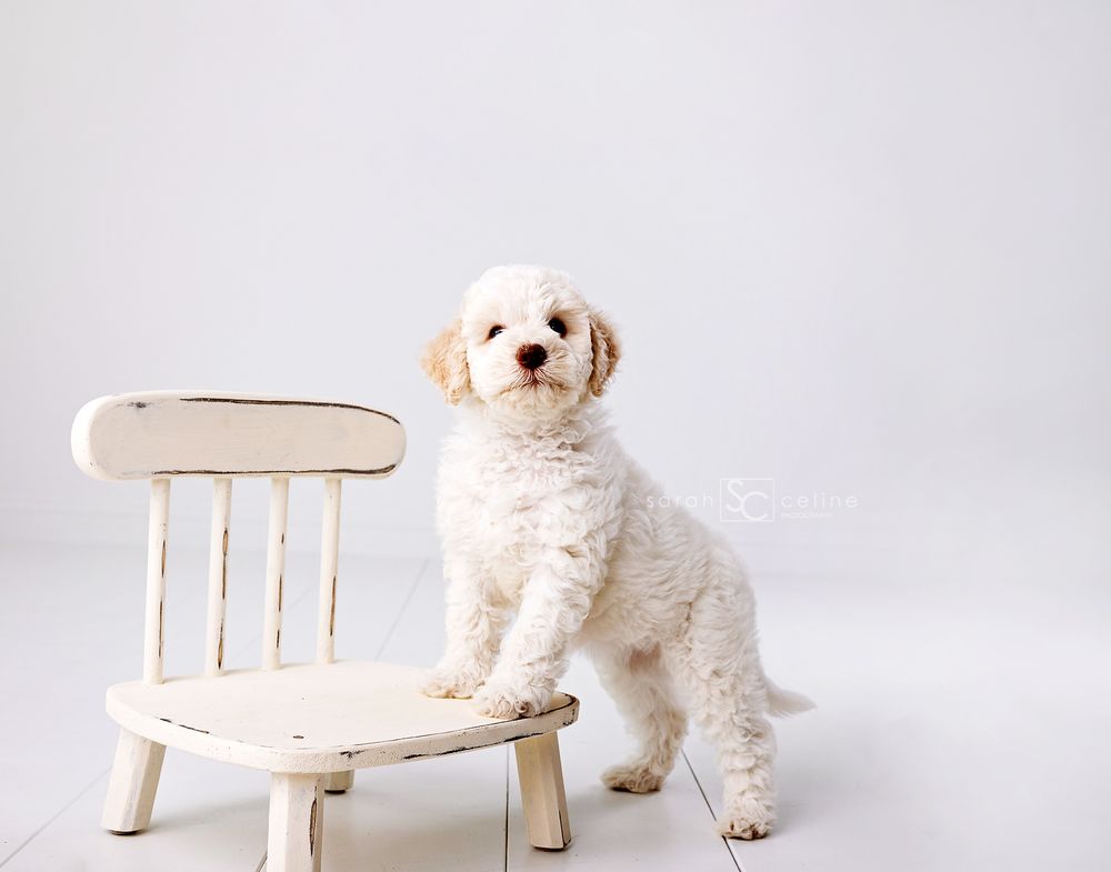 White wooden chair and fluffy cream-colored puppy on light background captured in minimalist style.