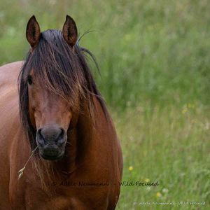 A bay horse with flowing dark mane stands in a lush green meadow, facing the camera in a natural outdoor setting.