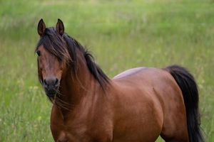 A majestic bay horse with a dark mane stands in a lush green field, showcasing its muscular build.
