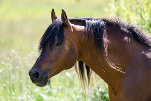 A majestic bay horse with a flowing black mane stands in a sunny green meadow with wildflowers.