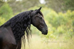 Beautiful black Friesian Horse profile portrait, in woodland setting