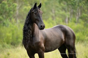 A majestic black horse with a flowing mane stands proudly in a lush green field.