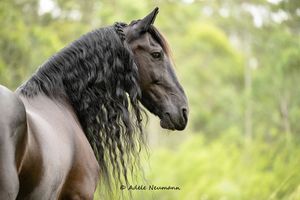 Majestic black Friesian horse with long flowing mane stands against lush green trees in stunning equine portrait.