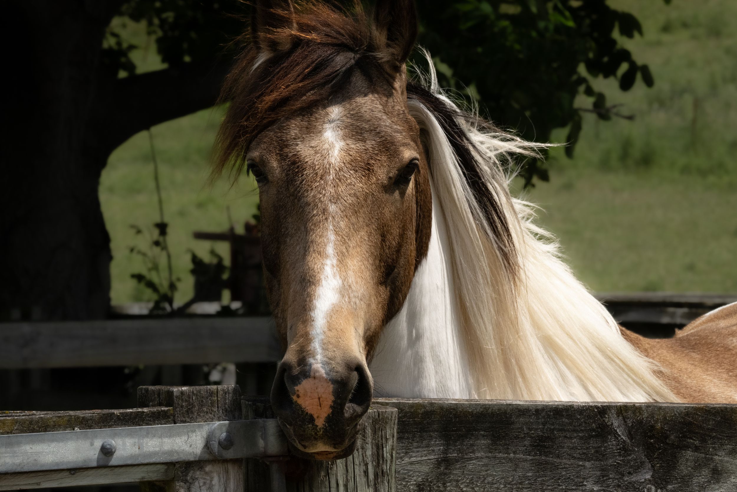 Close-up portrait of a brown and white pinto horse with flowing mane standing behind a wooden fence.