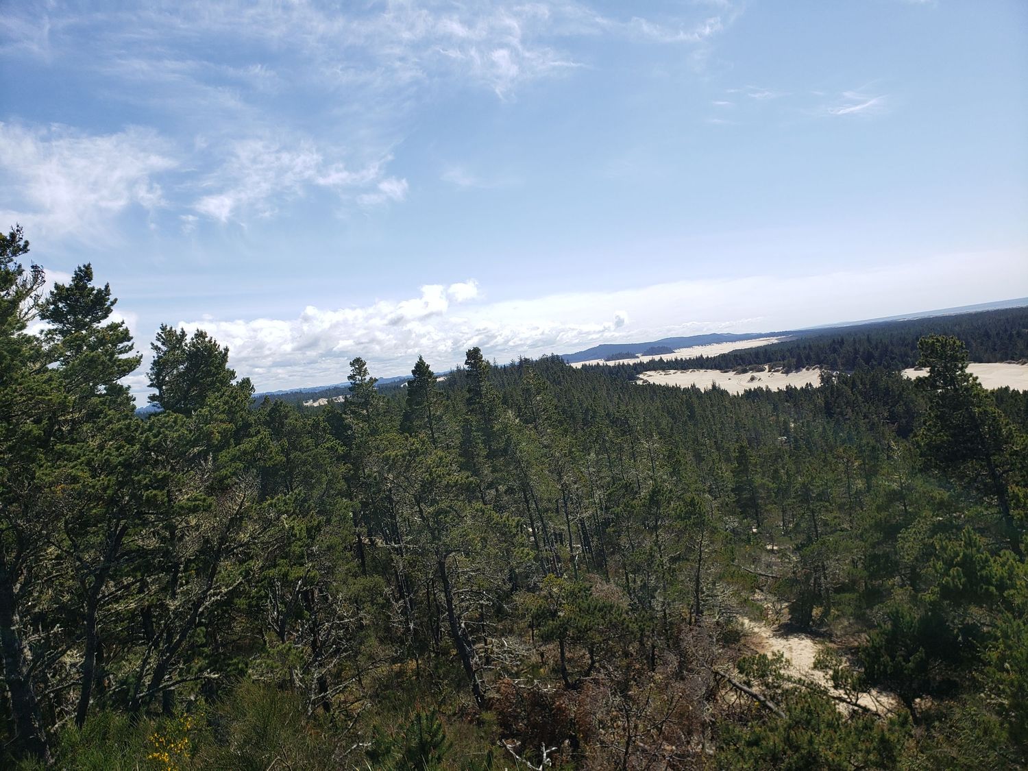 Scenic forest landscape with trees and distant water view in natural setting