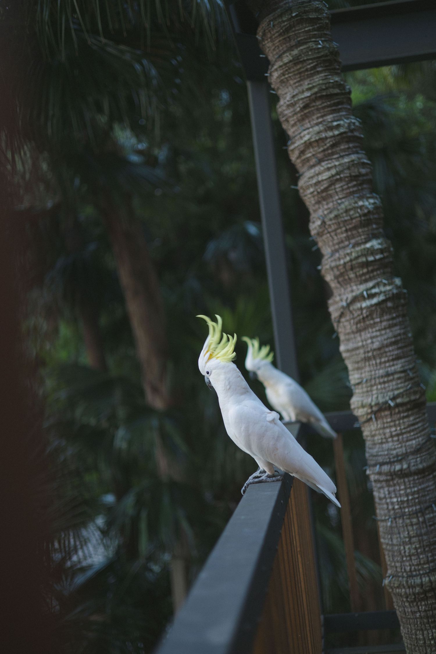 Two white sulphur-crested cockatoos perched on a railing surrounded by tropical palm trees outdoors in New Zealand.