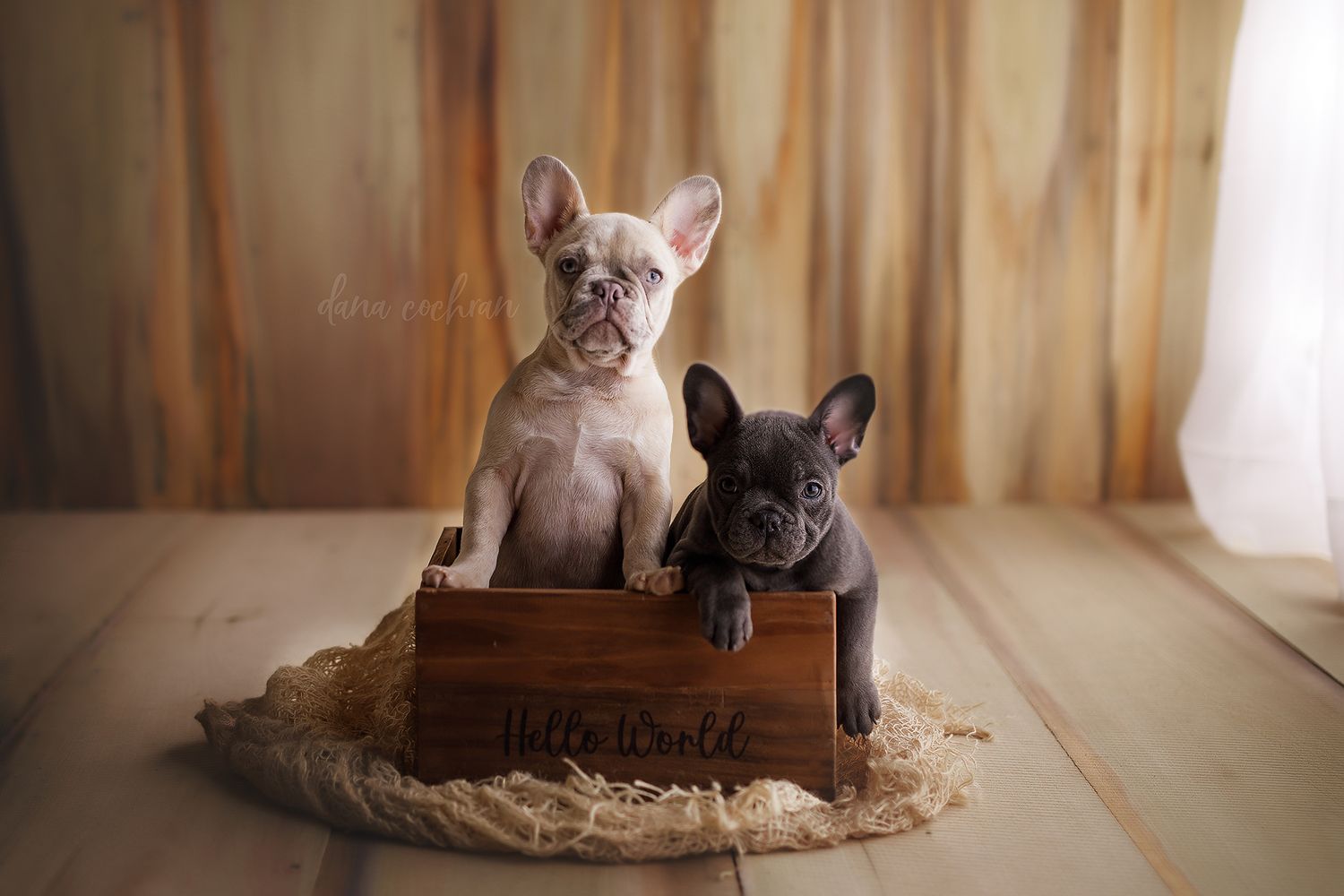 Two French Bulldog puppies sitting in a rustic wooden crate on a wood floor.