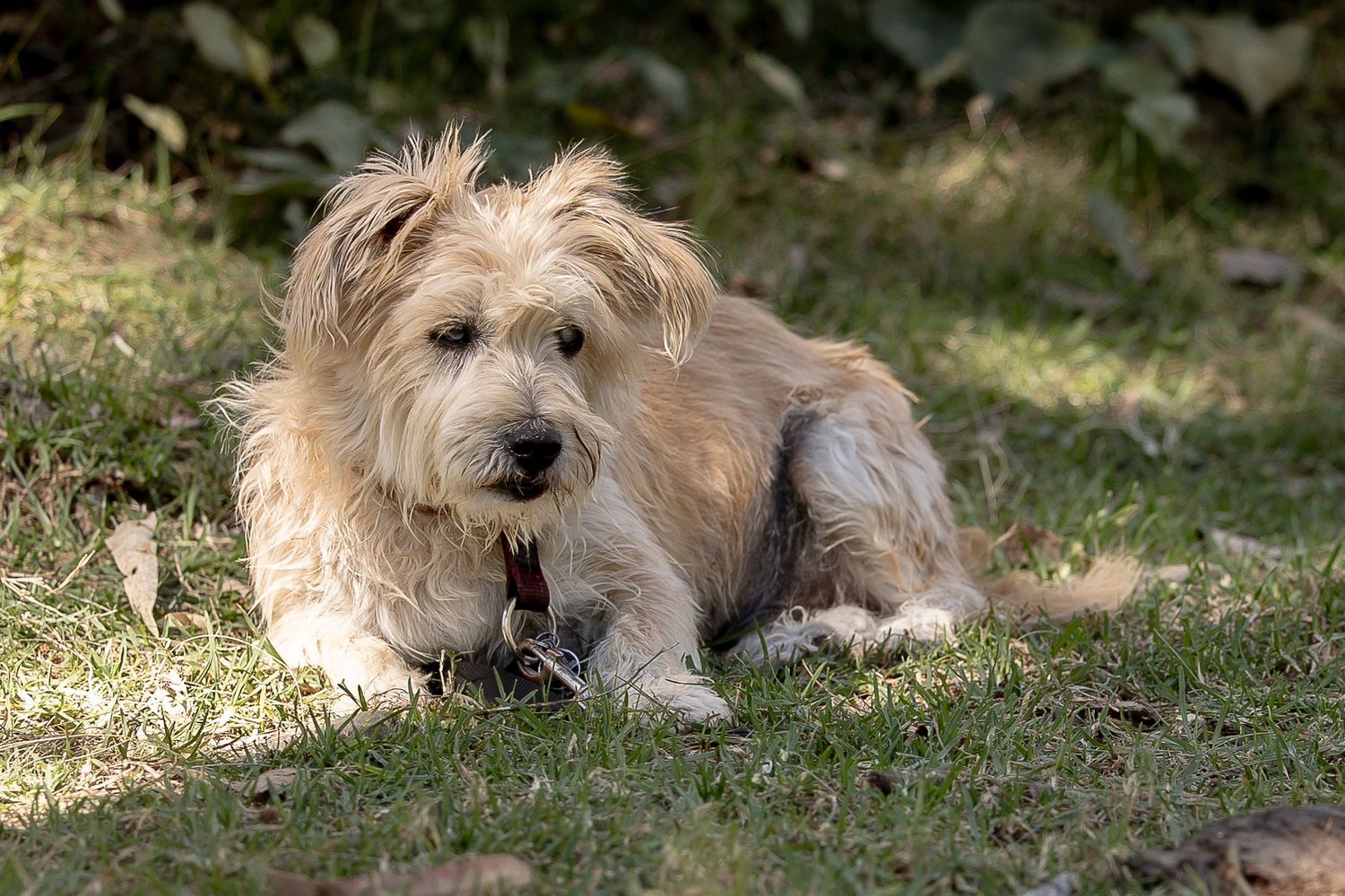 Dog sitting at a creek during a professional end of life pet portrait photo shoot.