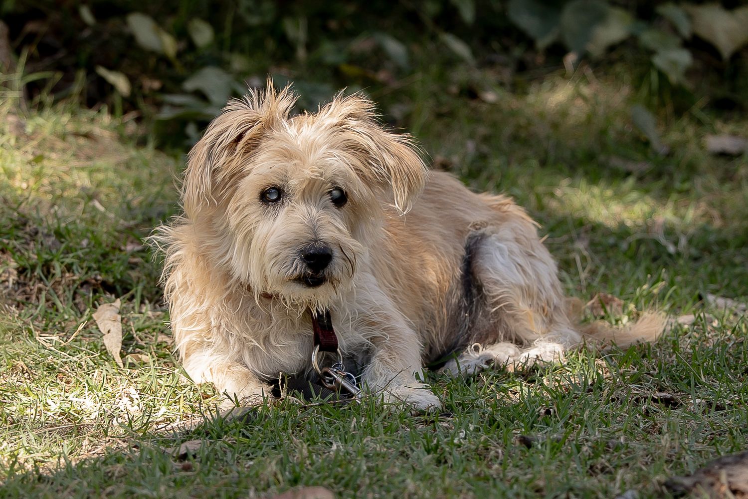Dog sitting at a creek during a professional end of life pet portrait photo shoot.