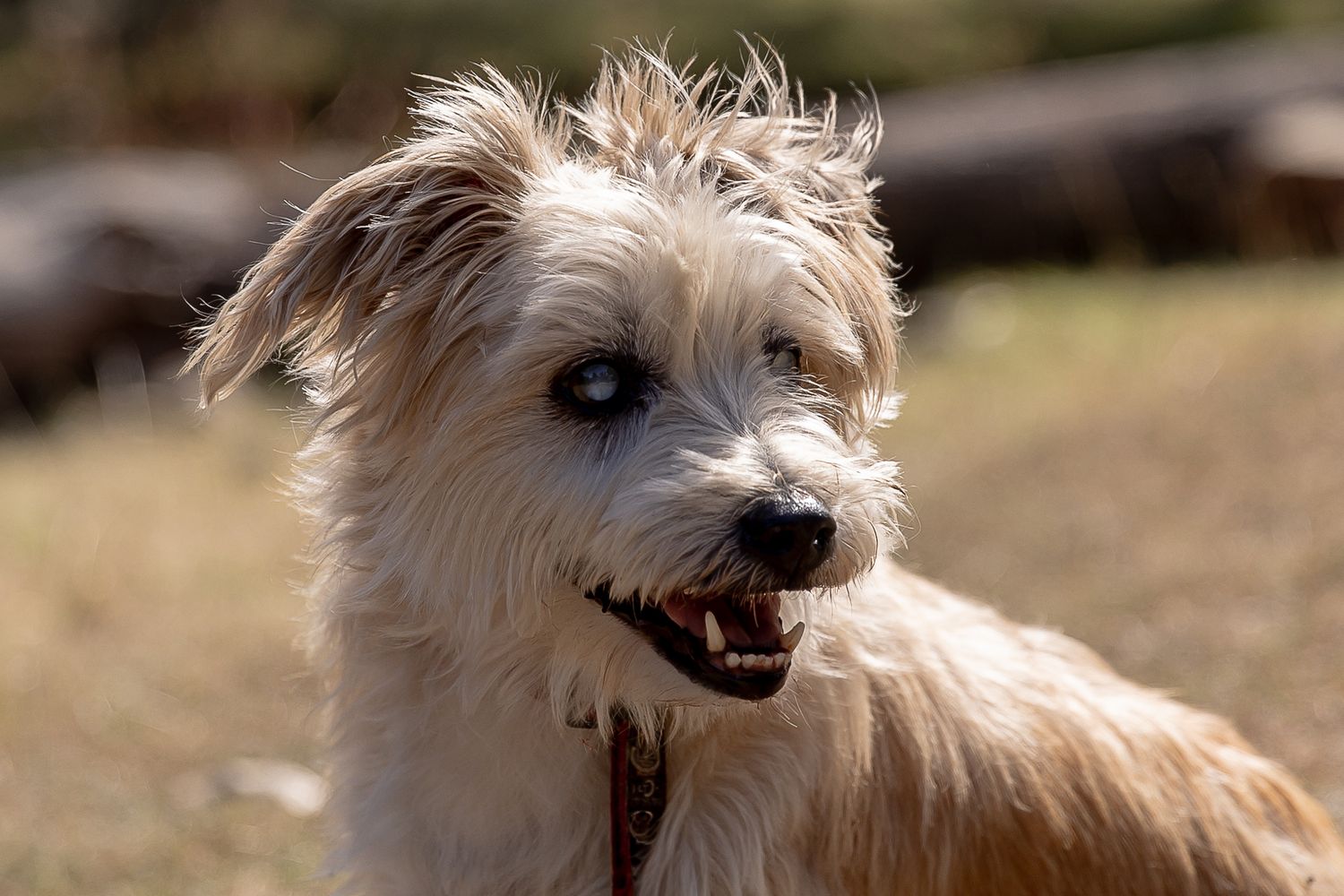 Dog sitting at a creek during a professional end of life pet portrait photo shoot.