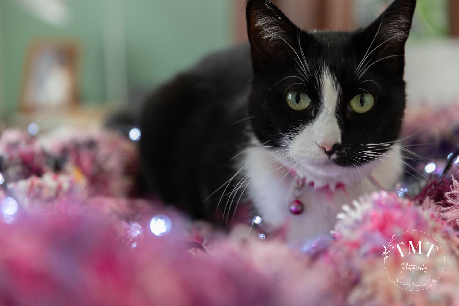 Cat laying on a pink blanket with fairy lights during a professional end of life pet portrait photo shoot.