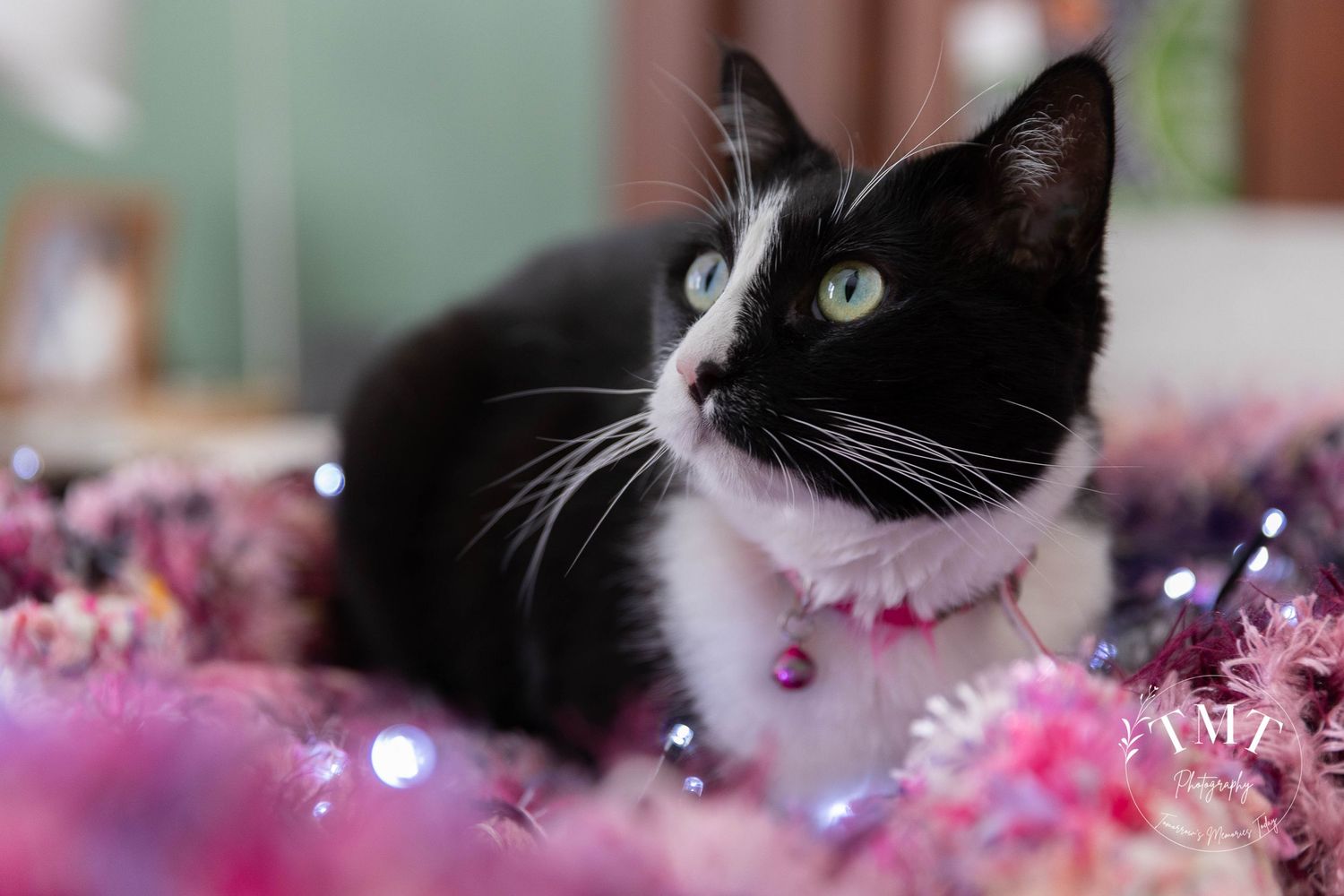 Cat laying on a pink blanket with fairy lights during a professional end of life pet portrait photo shoot.