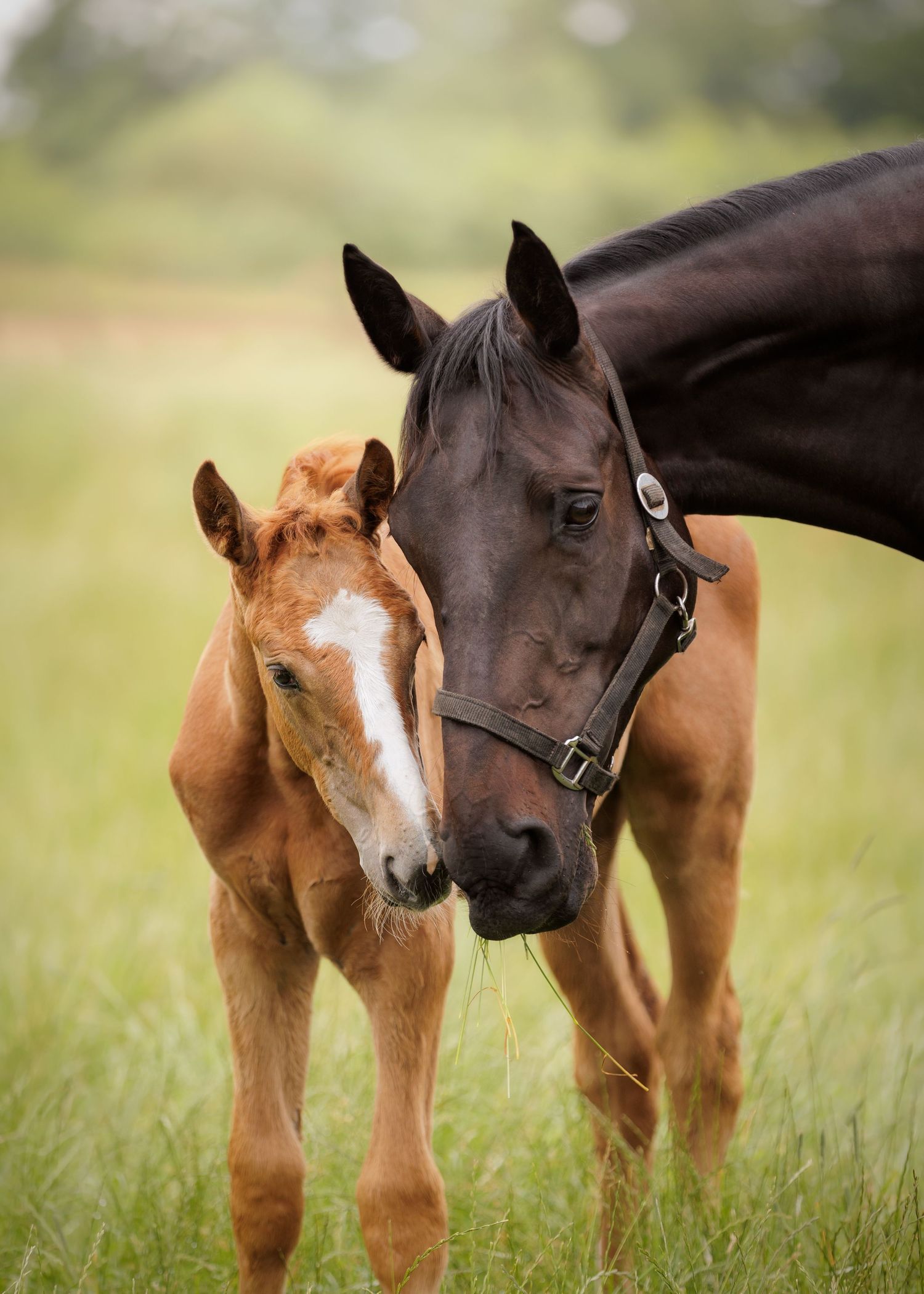Liefdevolle paardenfotografie Twente - LivHoomansPhotography