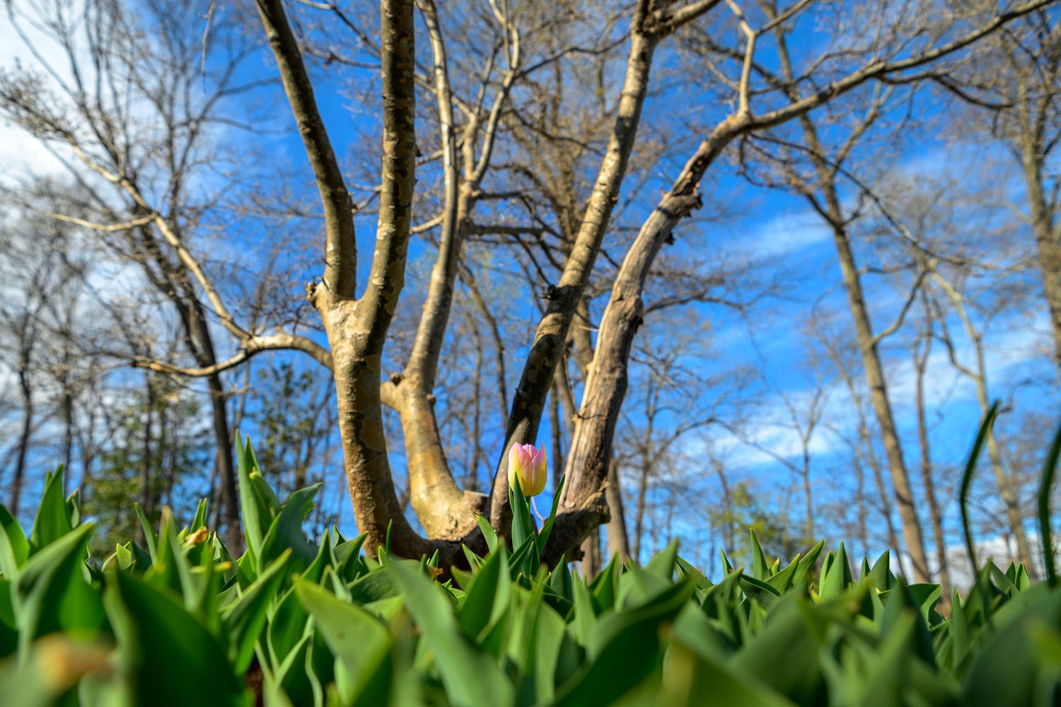 A pink and yellow tulip blooms in front of tree trunks against a blue sky, surrounded by lush green foliage.