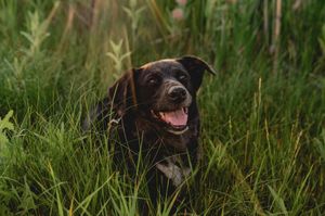 A happy black dog sits in tall green grass with mouth open and tongue out, enjoying the outdoors.