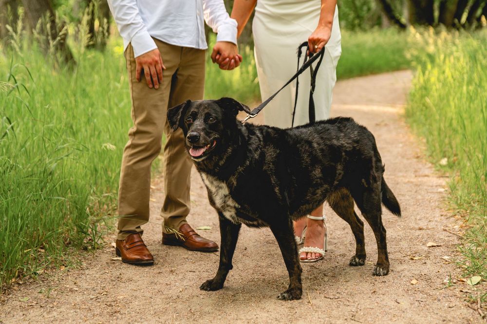 A couple holds hands while walking a black Labrador dog on a leash along a scenic dirt path surrounded by lush greenery.