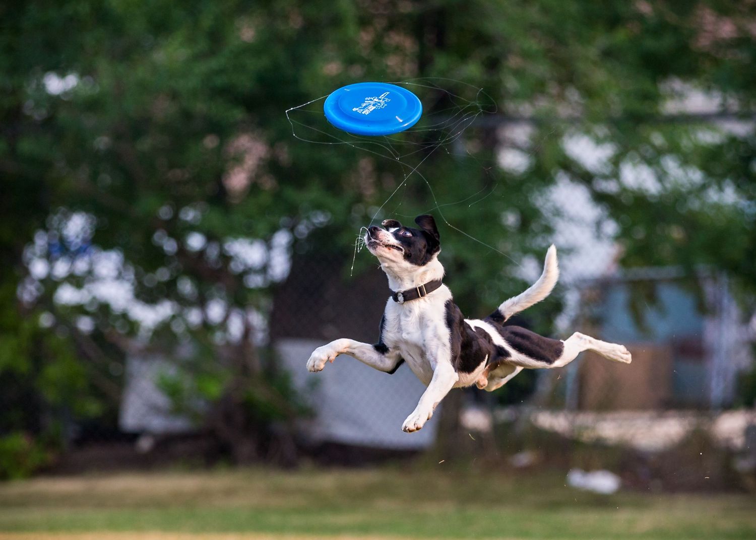 Black and white dog leaping high in the air to catch a flying disc during outdoor play on grass field.