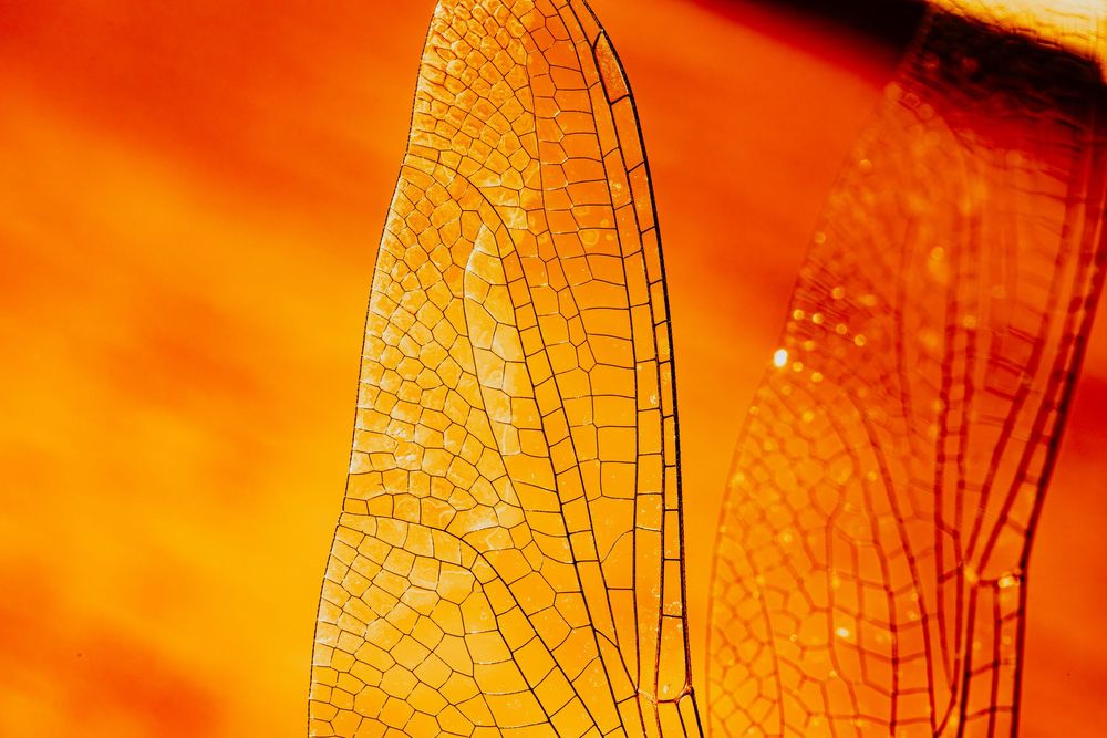 Dragonfly; creative lighting macro photography